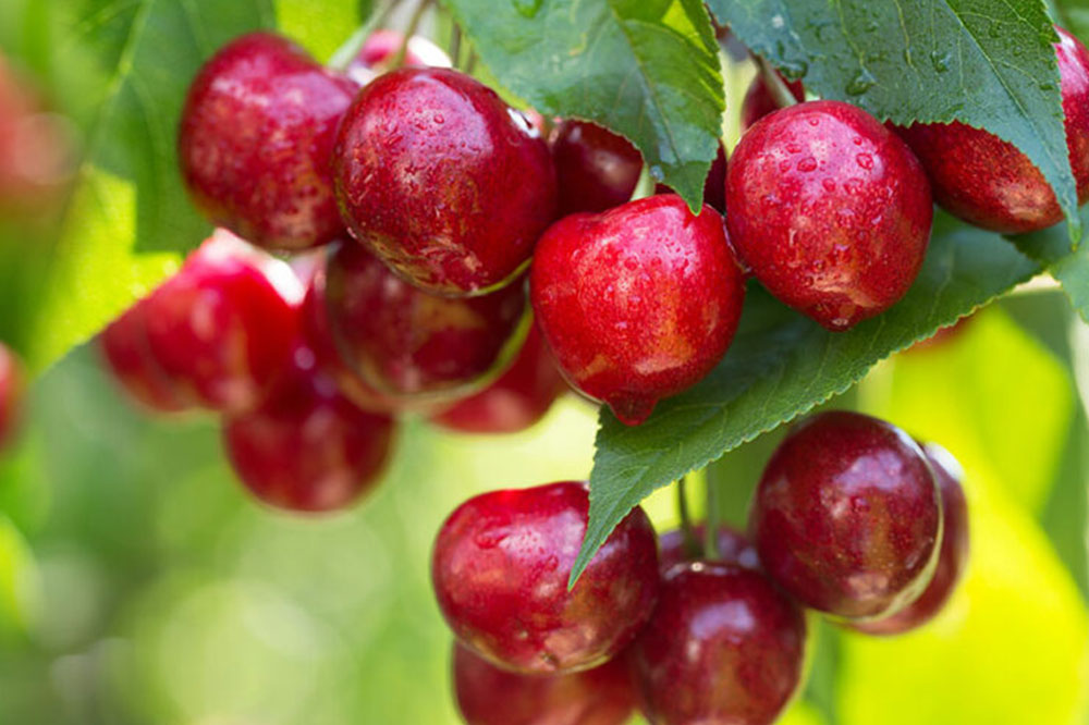 10 common human foods that are unsafe for dogs